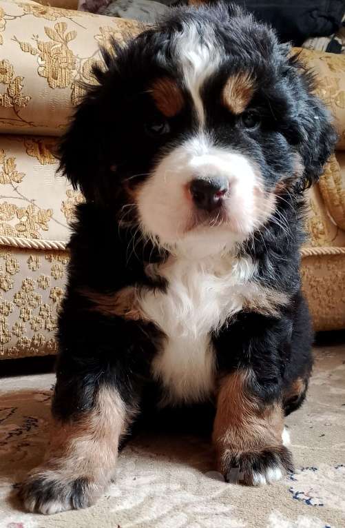 Собаки в Москве: Щенки бернского зенненхунда  Мальчик, 45 000 руб. - фото 4