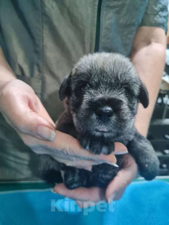 Собаки в Таганроге: Щенки шнауцера перец соль Мальчик, Бесплатно - фото 4