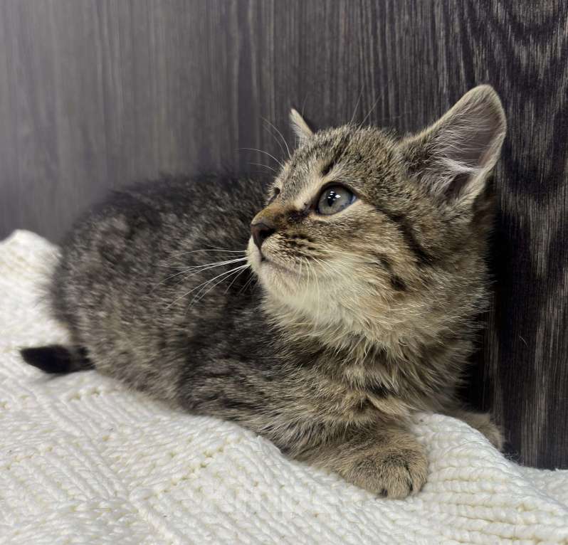 Кошки в Химках: Котенок Девочка, Бесплатно - фото 5