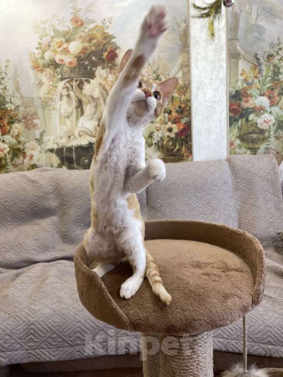 Кошки в Москве: Котенок девон-рекс Девочка, 55 000 руб. - фото 4