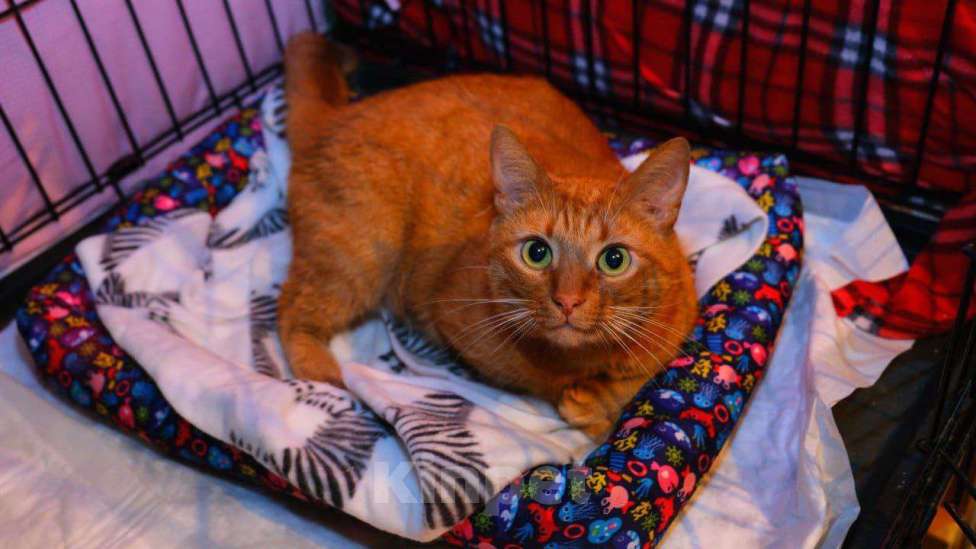 Кошки в Москве: Золотой котик ищет дом Мальчик, 1 руб. - фото 2