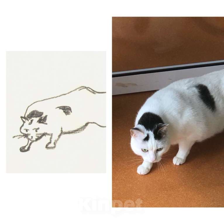 Кошки в Москве: Тициановская Даная в кошачьем облике  Девочка, Бесплатно - фото 4