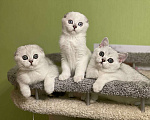 Кошки в Санкт-Петербурге: Шотландский котенок  Мальчик, 30 000 руб. - фото 6
