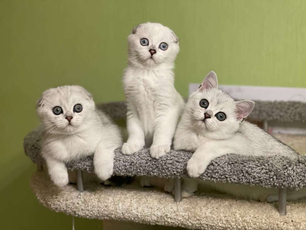 Кошки в Санкт-Петербурге: Шотландский котенок  Мальчик, 30 000 руб. - фото 6