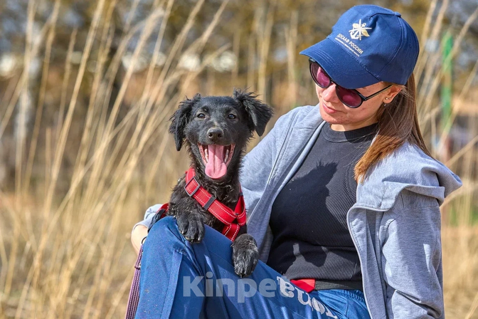 Собаки в Москве: Маленькая собака щенок в дар Девочка, Бесплатно - фото 6