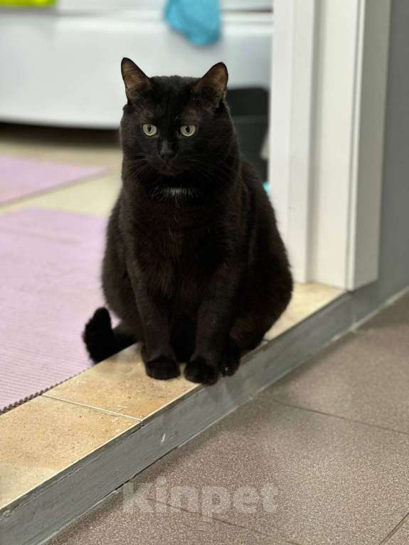 Кошки в Москве: Подарите дом Ласкуше Мальчик, Бесплатно - фото 5