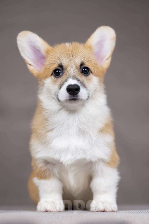 Собаки в Перми: Щенки вельш корги пемброк девочки Девочка, 38 000 руб. - фото 1