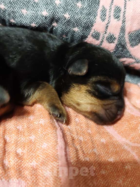 Собаки в Красноярске: Щенки норфолк-терьера Мальчик, 100 000 руб. - фото 4