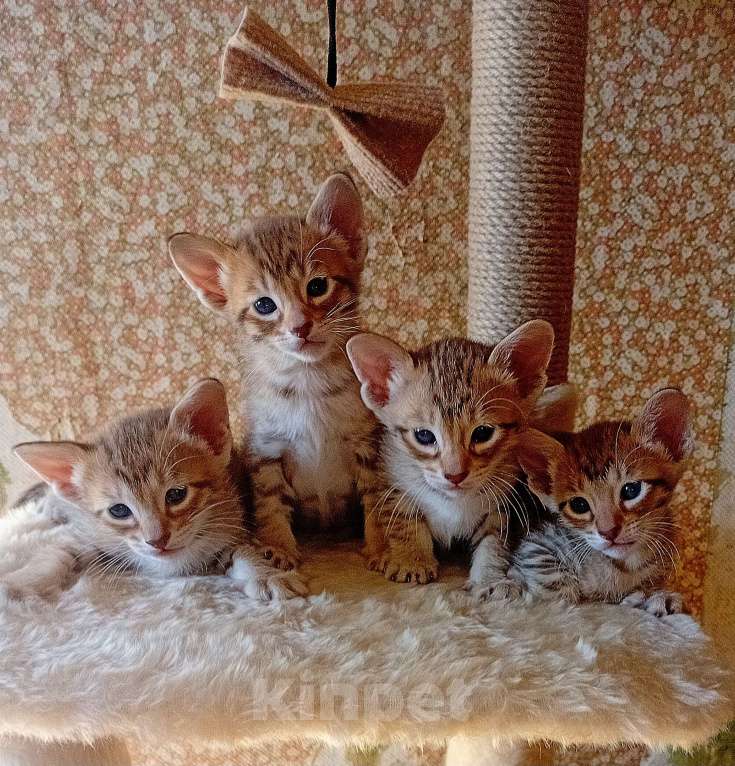 Кошки в Москве: Ориентальные котята Девочка, 15 000 руб. - фото 3