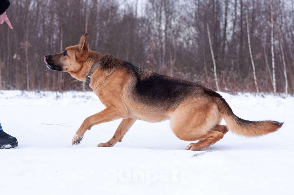 Собаки в Ногинске: Ерема - метис немецкой овчарки ждет свою семью в приюте Мальчик, Бесплатно - фото 4