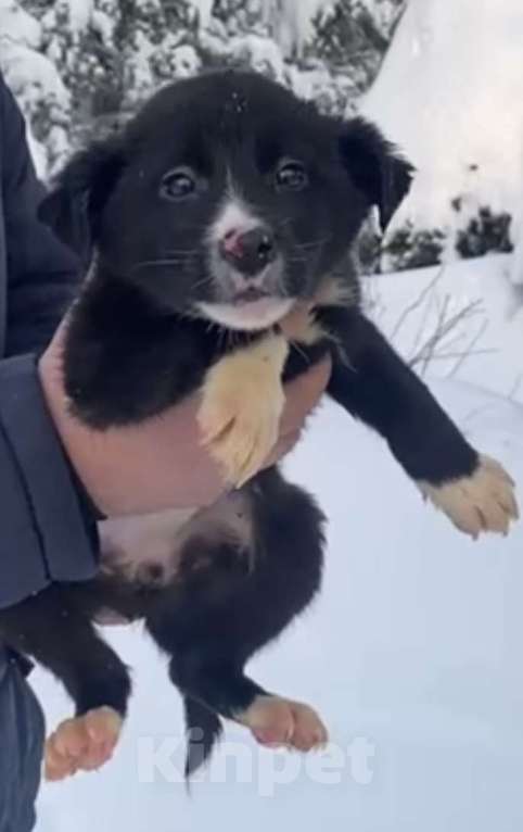 Собаки в Красногорске: Малышка Луна очень ждет свою семью  Девочка, Бесплатно - фото 1