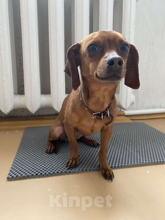 Собаки в Агидели: Шоколадка нуждается в хороших руках. Смесь тойтерьер и такса Девочка, Бесплатно - фото 2