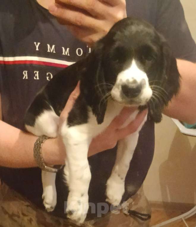 Собаки в Москве: Щенки Русского Охотничьего Спаниеля  Девочка, 50 000 руб. - фото 2