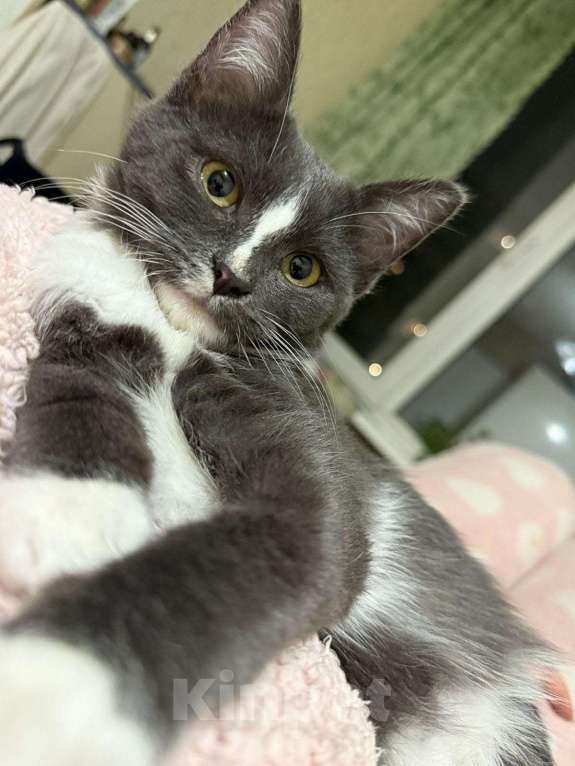 Кошки в Щелково: Жужа ищет дом! Девочка, Бесплатно - фото 6