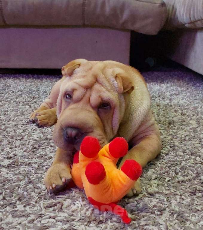 Собаки в Москве: Шарпейная плюша Девочка, 30 000 руб. - фото 9