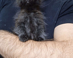 Кошки в Белгороде: Котята мейн-кун Мальчик, 15 000 руб. - фото 2