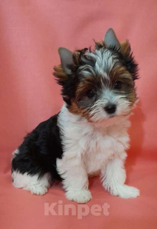 Собаки в Москве: Миниатюрная девочка Девочка, 80 000 руб. - фото 7