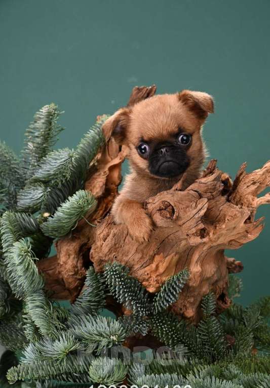 Собаки в Москве: Миниатюрный мальчик малый брабансон Мальчик, 50 000 руб. - фото 3