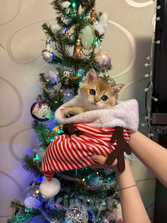 Кошки в Москве: Золотой британский котик Fox Мальчик, 45 000 руб. - фото 2