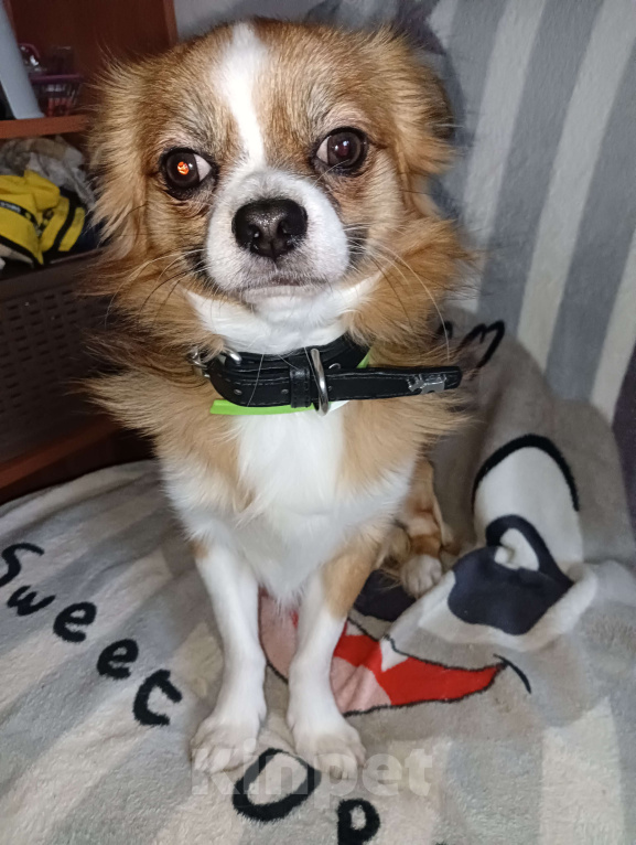 Собаки в Новосибирске: Подрощенный Кобель  Чихуахуа  Мальчик, 20 000 руб. - фото 4