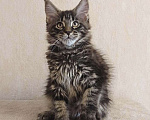 Кошки в Тюмени: Котята мейн-кун с документами Мальчик, 25 000 руб. - фото 9