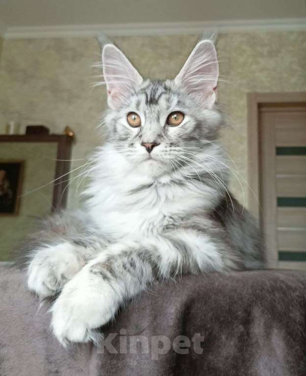 Кошки в Москве: Котенок породы мейн-кун  Девочка, 70 000 руб. - фото 3