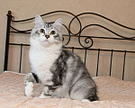 Кошки в Москве: Продаются сибирские и невские маскарадные котята Мальчик, Бесплатно - фото 6