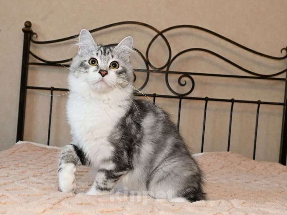 Кошки в Москве: Продаются сибирские и невские маскарадные котята Мальчик, Бесплатно - фото 6