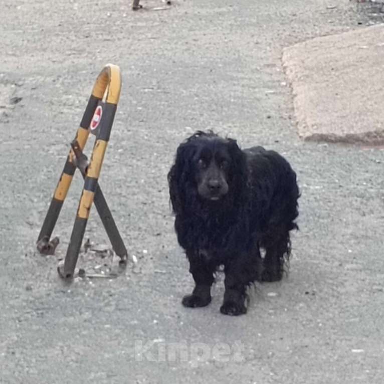 Собаки в Симферополе: Найден пёс. Мальчик, Бесплатно - фото 1