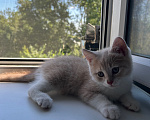 Кошки в Нижнем Новгороде: Шотландский прямоухий котенок Мальчик, Бесплатно - фото 2