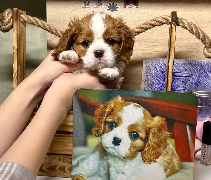 Собаки в Нижнем Новгороде: Кавалер кинг чарльз спаниель мальчик Мальчик, 100 руб. - фото 2