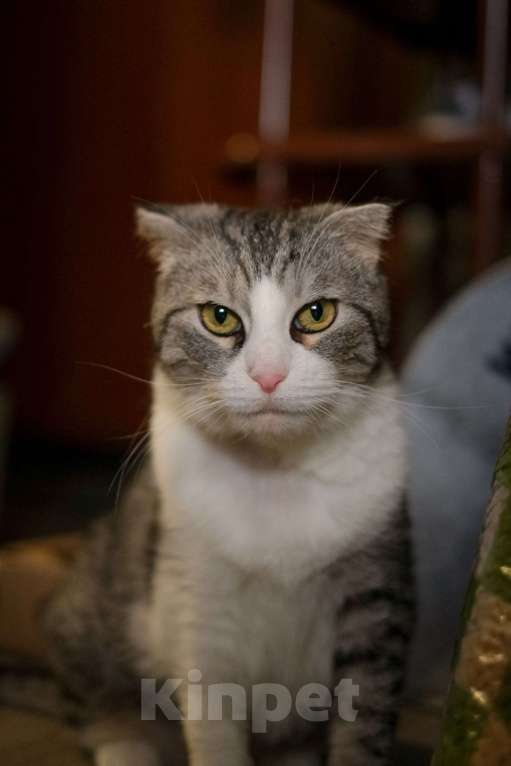 Кошки в Санкт-Петербурге: Ласковая Зена из приюта в добрые руки Девочка, Бесплатно - фото 4