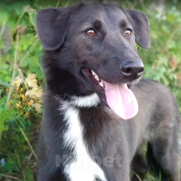 Собаки в Москве: Вильма Девочка, Бесплатно - фото 4