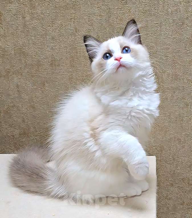 Кошки в других городах Тульской области: IRBIS Casteldolls Melani  Девочка, 130 000 руб. - фото 3