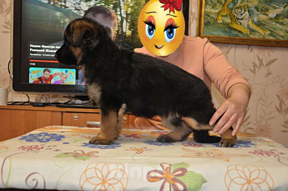 Собаки в Москве: Очаровательные девочки. Девочка, 60 000 руб. - фото 2