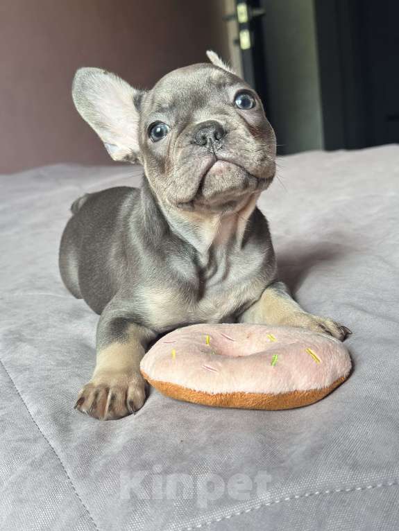 Собаки в Иркутске: Лютер Мартин  Мальчик, 70 000 руб. - фото 7