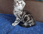 Кошки в Колпашево: Шотландский фолд 1,5 месяца мальчик Мальчик, 5 000 руб. - фото 1