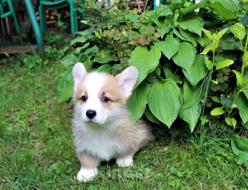 Собаки в Подольске: щенки вельш корги пемброк Мальчик, Бесплатно - фото 2