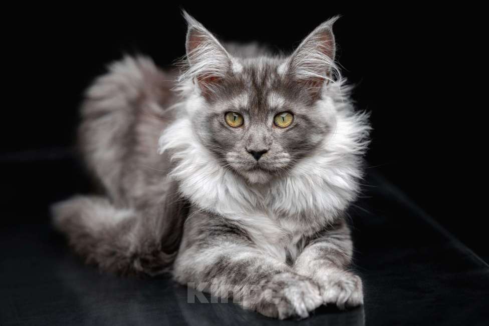 Кошки в других городах Ленинградской области: Котята мей-куна Мальчик, 45 000 руб. - фото 2