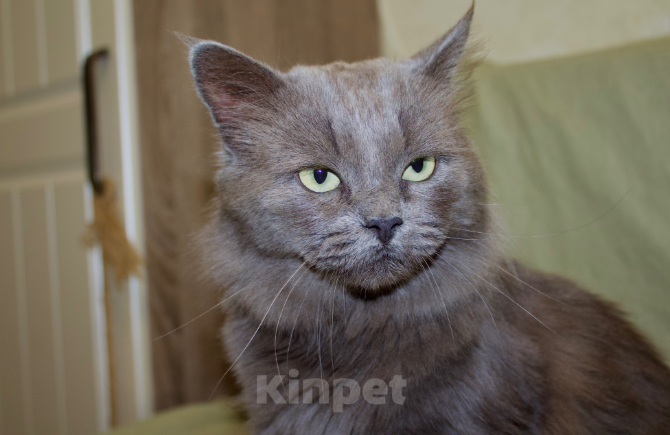Кошки в Москве: Кот в добрые руки Мальчик, Бесплатно - фото 9