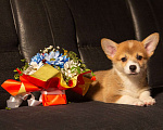 Собаки в Туле: Вельш корги пемброк  с приставкой Шелтрок(sheltrok) Девочка, 60 000 руб. - фото 5