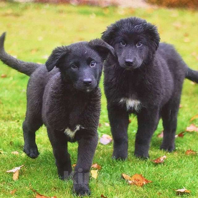 Собаки в Москве: Чудесные домашние щенки мальчик и девочки в добрые руки Девочка, 10 руб. - фото 4