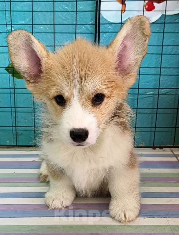 Собаки в Москве: Девочка Вельш корги пемброк готова к переезду  Девочка, 60 000 руб. - фото 1