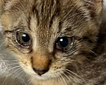 Кошки в Сочи: Котенок в добрые руки Мальчик, Бесплатно - фото 5