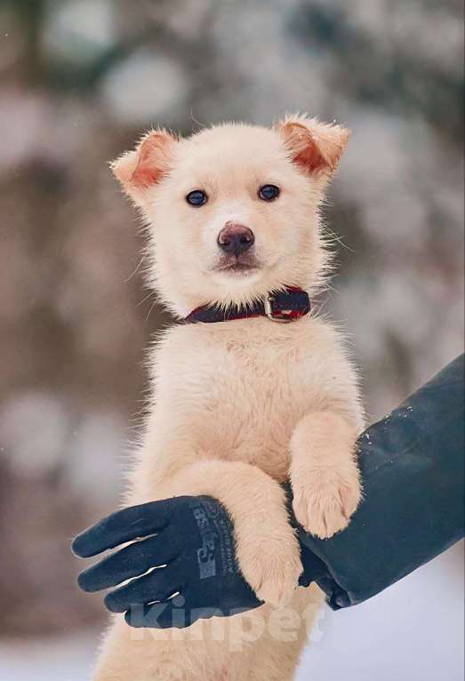Собаки в Наро-Фоминске: Герцог якутенок команды ппбж Якутска Мальчик, Бесплатно - фото 2