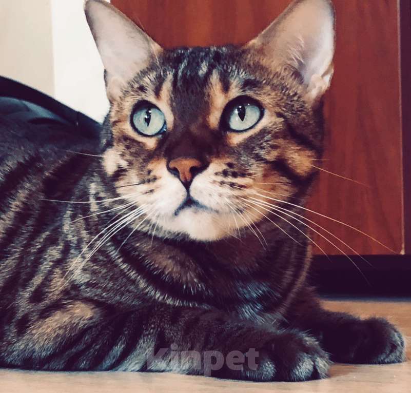 Кошки в Тюмени: Потерялась кошка в районе Дома Обороны(школа N22) Девочка, 1 руб. - фото 4