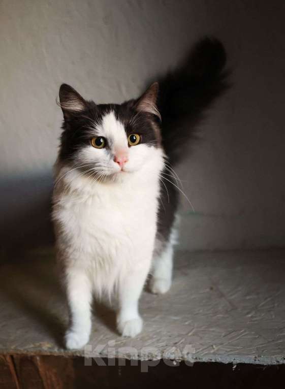 Кошки в других городах Московской области: Томик ищет дом Мальчик, Бесплатно - фото 3