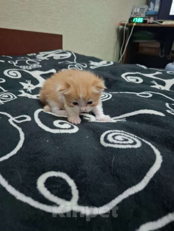 Кошки в Москве: Отдадим в добрые руки рыженькую девочку Девочка, Бесплатно - фото 3