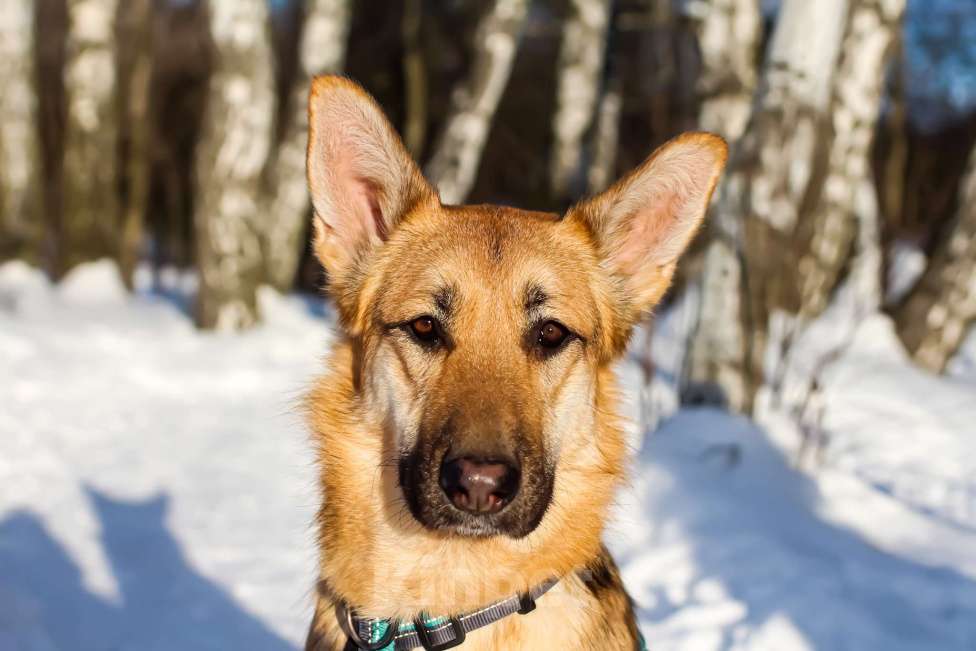 Собаки в Москве: Тоука Девочка, Бесплатно - фото 4