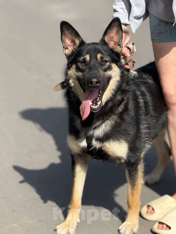 Собаки в Москве: Перчик молодой овчар Мальчик, Бесплатно - фото 6